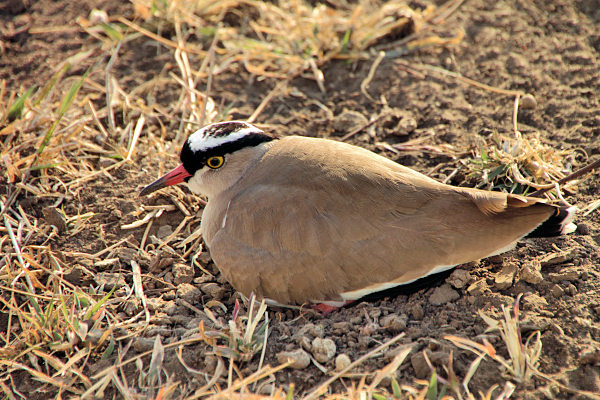 CrownedLapwing_5200.jpg