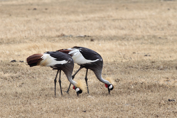 GreyCrownedCranes_5317.jpg