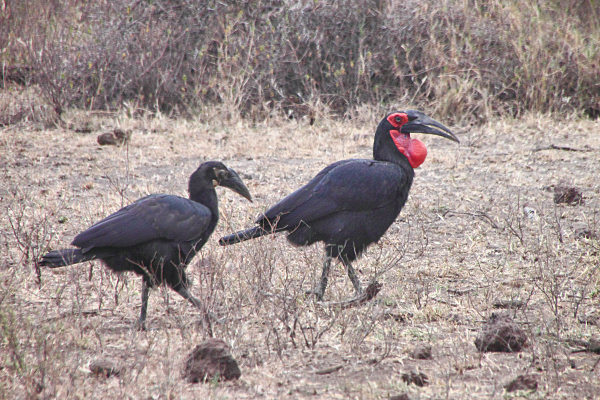 GroundHornbill_4786.jpg