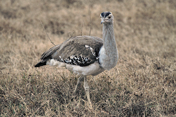 KoriBustard_5259.jpg