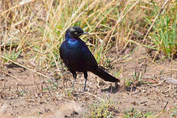 LongTailedStarling_5130.jpg