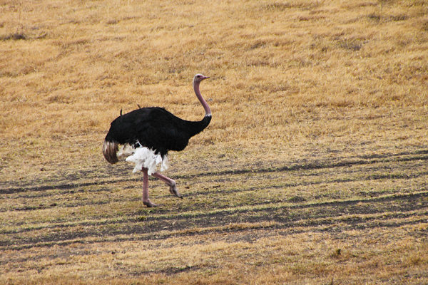 MaleOstrich_4804.jpg