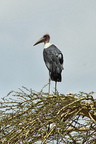 MarabouStork_5011v.jpg