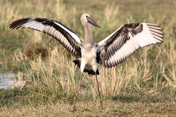 SaddleBilledStorks_1600.jpg