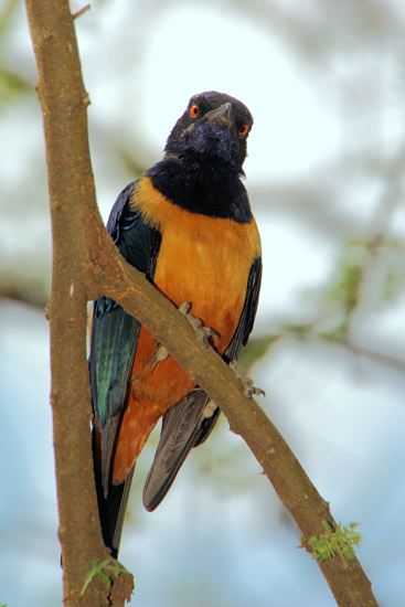 SupurbStarling_1748v.jpg