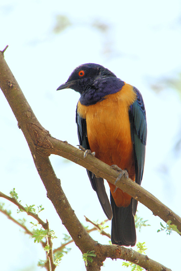 SupurbStarling_1750v.jpg