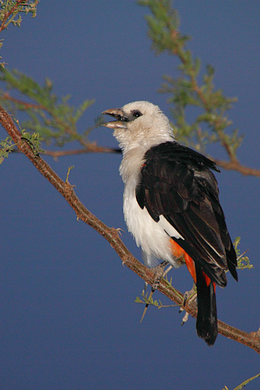 WhiteHeadedBuffaloWeaver_5196v.jpg