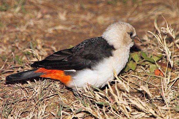 WhiteHeadedBuffaloWeaver_5197.jpg