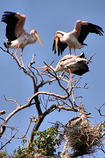 YellowBilledStorks_4714v.jpg