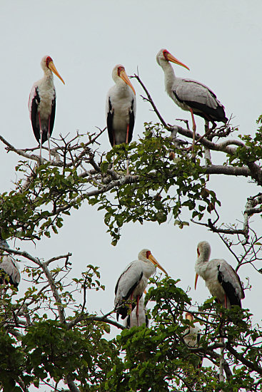 YellowBilledStorks_Plus4681v.jpg