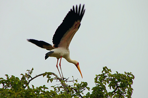 YellowBilledStorks_Plus4687.jpg