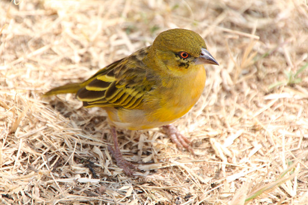 YellowFrontedCanary_1736.jpg