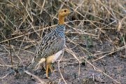 CoquiFrancolin_1642