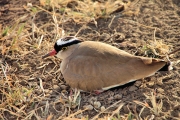 CrownedLapwing_5200