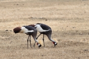 GreyCrownedCranes_5317