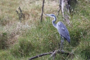 GreyHeadedHeron_4964