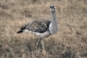 KoriBustard_5259