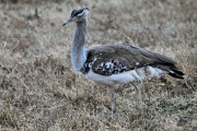 KoriBustard_5260