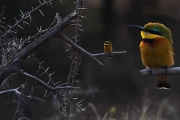 LittleBeeEater