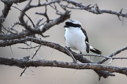 LongTailedShrike_1675