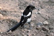 MagpieShrike_4896