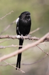 MagpieShrike_4897v