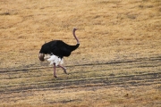 MaleOstrich_4804