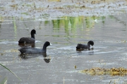 Mash_Coots_5301