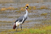 Mash_GreyCrownedCrane_5306