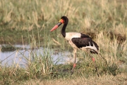 SaddleBilledStorks_1597