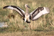 SaddleBilledStorks_1600