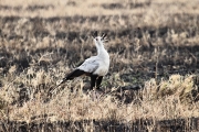 SecretaryBird_5071