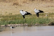 SecretaryBirds_1623