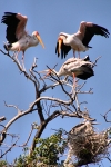 YellowBilledStorks_4714v