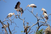 YellowBilledStorks_4716