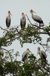 YellowBilledStorks_Plus4681v