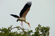 YellowBilledStorks_Plus4687