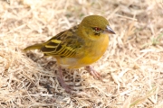 YellowFrontedCanary_1736