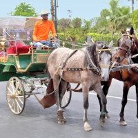 Loacal transport, Marrakesh