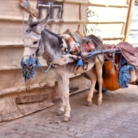 All-purpose donkey, Marrakesh