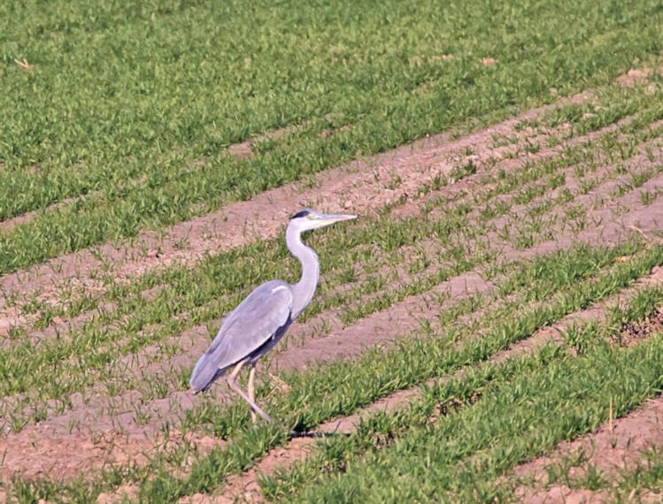 Grey Heron, Yancheng farmland, China