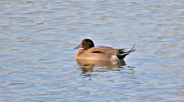 Northern Pintail, Yangcheng Center