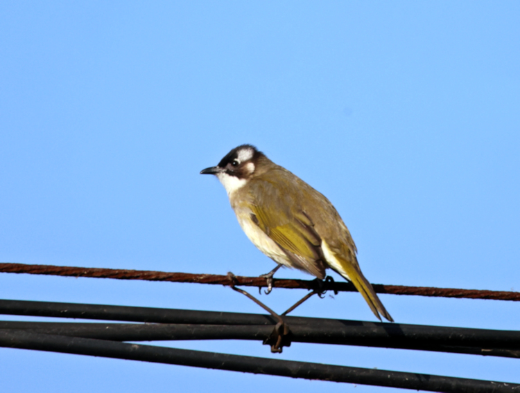 Light-vented Bulbul, Yancheng farmland