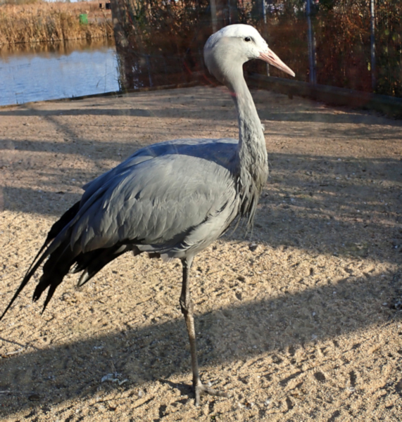 Blue Crane, Yancheng Center