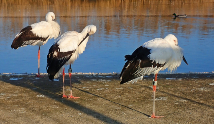 Oriental White Stork, Yancheng Center