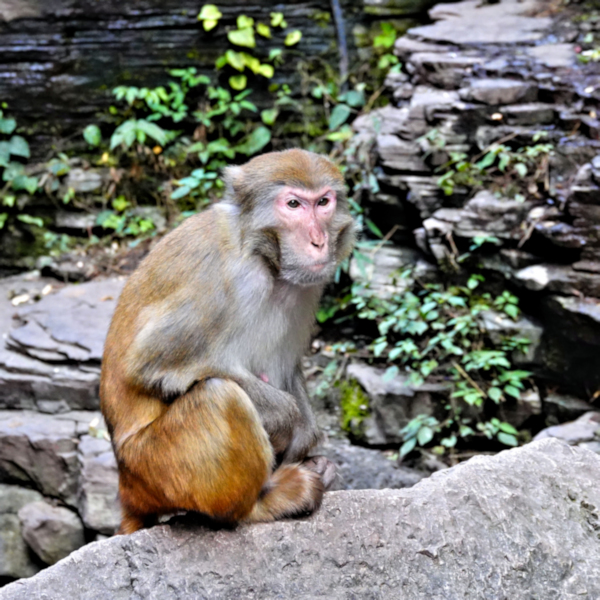 Rhesus macaque Macaca mulatta, Lomgjin CreekYangtse River