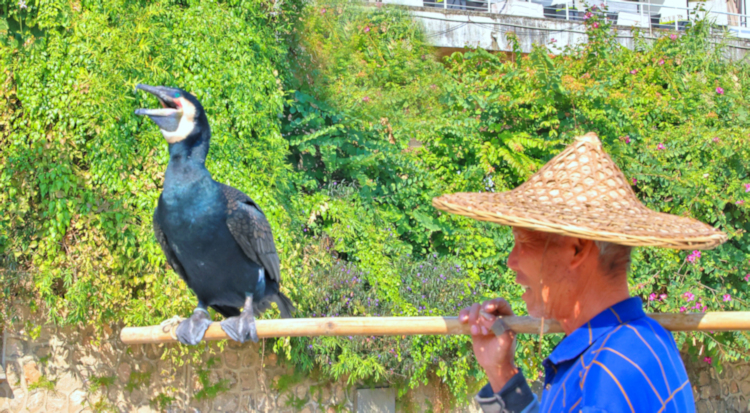 Yangshuo ex Cormorant fisher