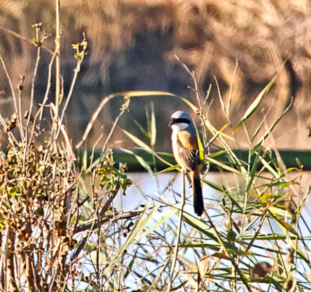 Long-tailed Shrike