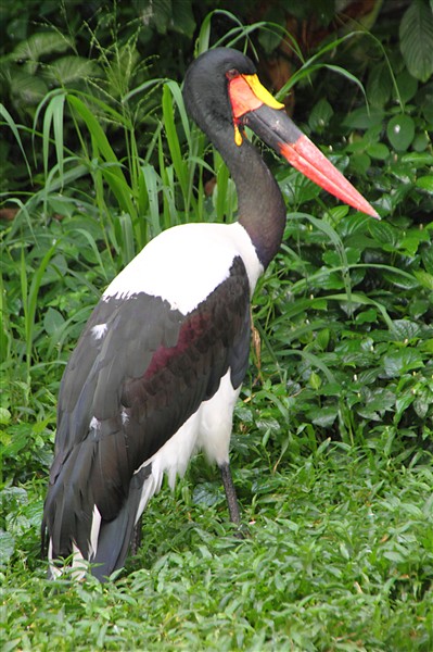 us zoos with shoebill storks us zoos with shoebill storks