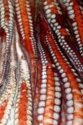 S_Korea_Seoul_FishMarket_3109_3000_m_600_600px